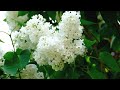 Relaxing Piano Music with Blooming Flowers and Birdsong | Perfect for Sleep and Stress Relief