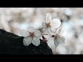 Healing Music-Beautiful and gentle piano healing music with cherry blossoms