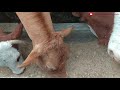 Keunggulan Sapi Limousin Indonesia