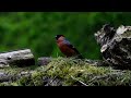 Bullfinch feeding