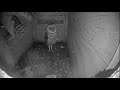 3rd Barn Owlet Fledges. 3-30-2020