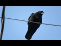 The Crow that HATES Me (Angry Crow Sounds)