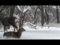 Rocky Mountain elk, Mule deer in Grand Canyon snow storm