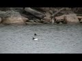 Buffle head ducks and a merganser - lake ontario, Toronto