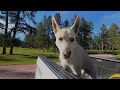 MY DOG JOINS ME FOR A SWIM! 🏊😀