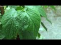 Heavy Rain Dripping on Mulberry Leaves | Rain Sounds Without Thunder