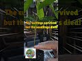 Cloning very young seedling cacao trees  Does it make sense