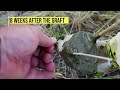 EARLY SUMMER GRAFTING | BEST GRAFTING TECHNIQUE for OLIVE TREES with RESULTS