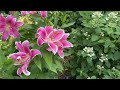 Weekly Garden Tour / Lilies in Pots, Potager Garden, Edible Groundcovers, Hot Color Landscape
