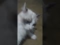 fighting my cat