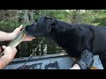 Off Grid Cabin Build | Preparing the site | Fishing remote Ponds with my Dog