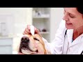 How To Communicate With Your Veterinarian | The Vet's Story