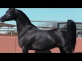 جمال الخيول العربية  - سبحان الله (Black Beauty)