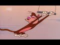 The Higher Mammals | The Ren & Stimpy Show | Comedy Central Africa