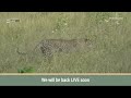 SafariLIVE Sunset - 07 August 2024