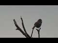 Japanese Bush Warbler ( Horornis diphone ) Song in Spring 2024
