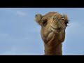 DROMEDARY 🐪: Portrait of the Champion of the Desert 😎🏆 - Animal documentary - AMP