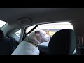 Lance really wants his puppuccino! | Lancelot the American Bulldog!