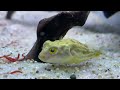 Fahaka pufferfish tank Setup - tetradon Lineatus