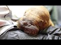 Alaska SeaLife Center Admits Orphaned Female Walrus Pup as Patient