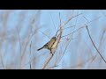 Gray Flycatcher, Elings Park, 2022-11-15