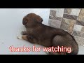 Cute stray puppy || without mother || this video will make you cry