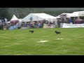 Terrier racing at Moy Games Fair