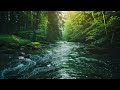 The Most Tranquil River Hidden In A Forest!