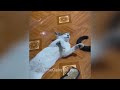 Cute and funny animals video compilation ❤️😹 Funny Cats Videos 🤣