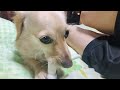 Cute dog playing with ball and bone【Dachshund dog】