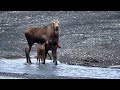 Grizzly stalking moose calves, Denali National Park, Alaska