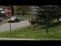 Watch Moose Fight in a Quiet Alaska Suburb | National Geographic