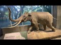 Video Walkthrough Tour of the La Brea Tar Pits