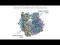 Which Chemical is the Best Antibiotic? (Antibiotic Lore)