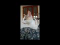 my cute adorable cats 😻🐈 family| 2024|hope you like it