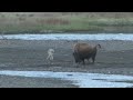 Wolf vs Bison calf at Yellowstone National Park, Soda Butte, Lamar Valley