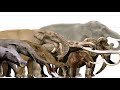 The Evolution of Elephants, Mammoths and Mastodons - Proboscidean Family Tree