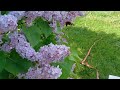 Firecrackers 🧨 to stop a Bee Swarm