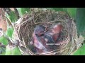 SUPER Interesting OVER-SIZED Mother Feeding | Baby bird Goes Crazy on Meal | Bulbul Baby bird nest 8