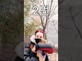 타이니푸들 /  Tiny Poodle Adult Dog #cute