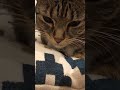 Gamer loaf cat 💻🍞🐱