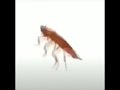 roach dancing to kaarija meme