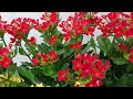 Kalanchoe flowers, deep emotional music, healing