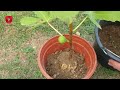 Fig propagation in a simple way