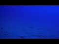 Raie Manta - Grand Bleu (35 m)