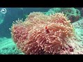 🌊 4K Fish World - Coral Reefs and Colorful Sea Life - Relaxing Music