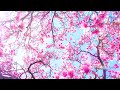 Beautiful JAPANESE music for soul and relaxation