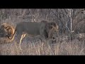 SafariLive- Huge buffalo bull escapes from the Nkuhuma lion pride!