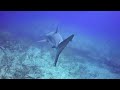 Carribean Reef Shark