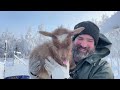 Alaska Cabin Life – What really happens when it snows in Alaska?